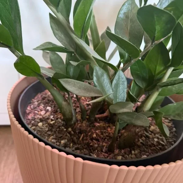 motion_photo_829271755715112320