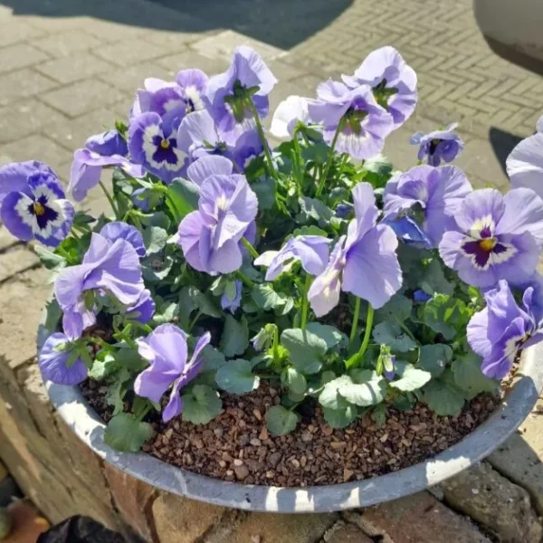 4IMG-20250315-WA0003